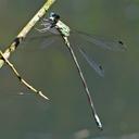 Image of Archilestes exoletus