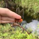 Image of Anaciaeschna montivagans