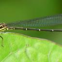 Image of Argia concinna