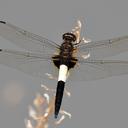 Image of Pseudothemis zonata
