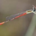 Image of Telebasis carminita