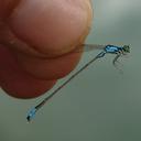 Image of Ischnura cyane