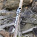 Image of Philosina nigromacula