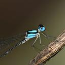 Image of Coeliccia phamiha