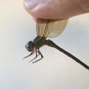 Image of Triacanthagyna nympha
