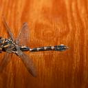 Image of Paragomphus pardalinus