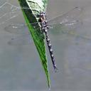 Image of Rhionaeschna punctata