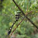 Image of Macromia fraenata