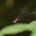 Image of Hetaerina gallardi