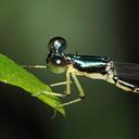 Image of Amphicnemis annae