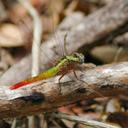 Image of Viridithemis viridula