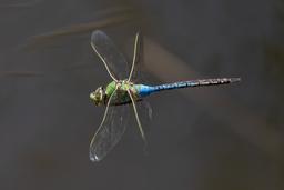 A flying Common Green Darner.