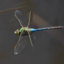 A flying Common Green Darner.