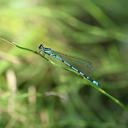 Image of Coenagrion holdereri