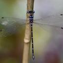 Image of Podolestes furcifer