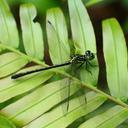 Image of Leptogomphus tamdaoensis
