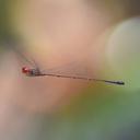 Image of Elattoneura erythromma