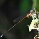 Image of Oreiallagma prothoracicum