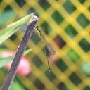 Image of Coeliccia vacca