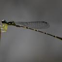 Image of Mortonagrion forficulatum