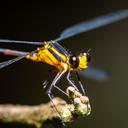 Image of Heteragrion majus