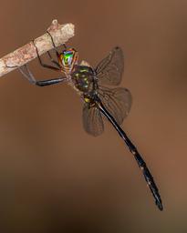 A male Mocha Emerald perched above a small forested stream in the shadows.