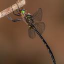 A male Mocha Emerald perched above a small forested stream in the shadows.