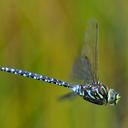 Image of Aeshna subarctica