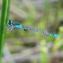Image of Acanthagrion minutum
