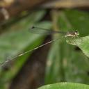 Image of Protosticta pseudocuriosa
