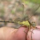 Image of Orthetrum kafwi