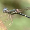 Image of Drepanosticta moorei