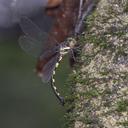 Image of Periaeschna yazhenae