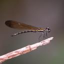 Image of Rhinocypha spinifer