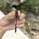 Image of Chlorogomphus usignata