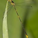 Image of Heteragrion angustipenne