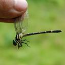 Image of Heliogomphus spirillus