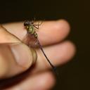 Image of Progomphus pijpersi