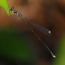 Image of Amphicnemis dactylostyla