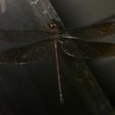 Image of Heliaeschna idae