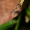 Image of Protosticta proboscis