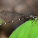 Image of Protosticta binhi