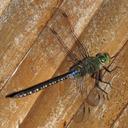 Image of Anax fumosus
