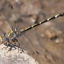 Image of Progomphus