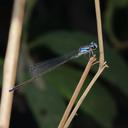 Image of Cyanallagma demoiselle