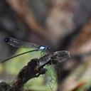 Image of Miocora chirripa