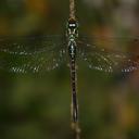 Image of Aeschnophlebia viridis