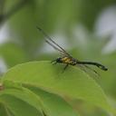 Image of Asiagomphus amamiensis