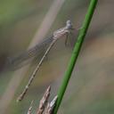Image of Lestes decipiens