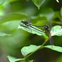 Image of Leptogomphus uenoi